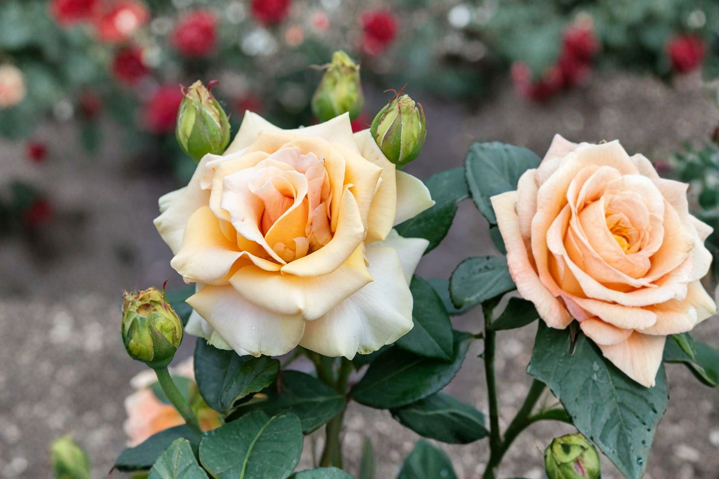 Marilyn Monroe Rose Live Plant | Hybrid Tea Rose Bush | Creamy Apricot Yellow Blooms | Fragrant Rose | Live Starter Plant