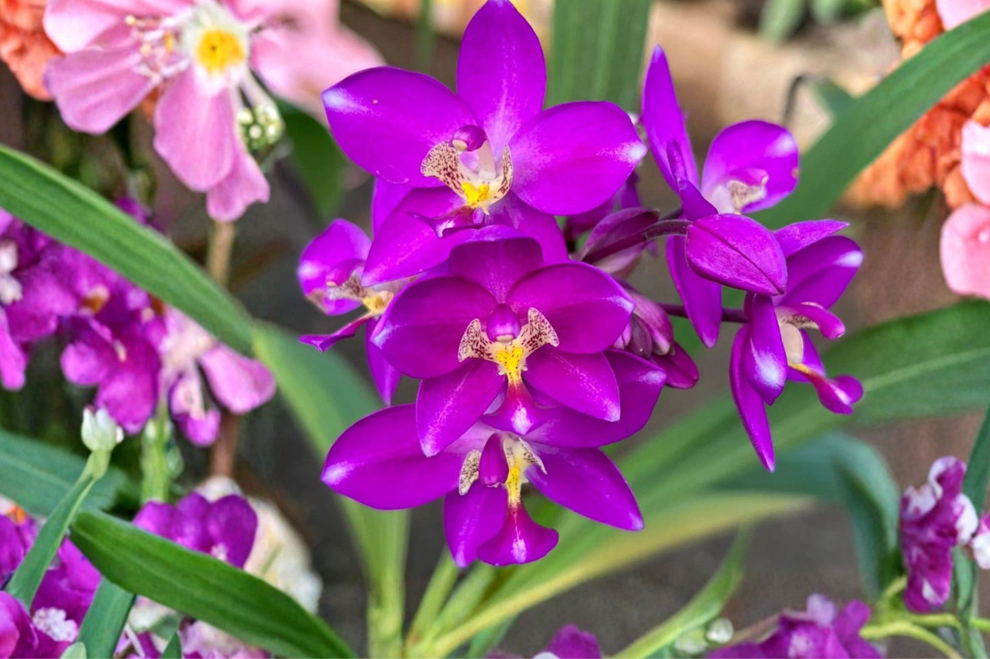 Purple Ground Orchid Live Plant | Spathoglottis plicata | Tropical Orchid | Purple Blooming Garden Orchid | Live Starter Plant