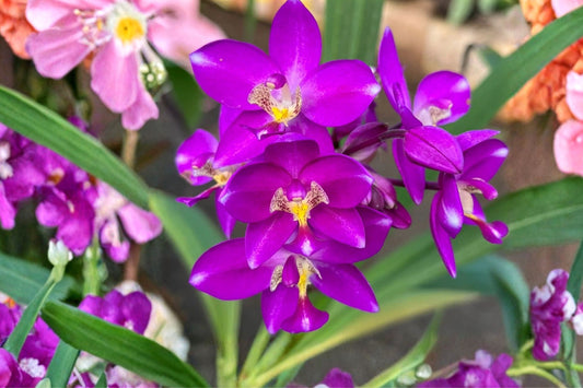 Purple Ground Orchid Live Plant | Spathoglottis plicata | Tropical Orchid | Purple Blooming Garden Orchid | Live Starter Plant