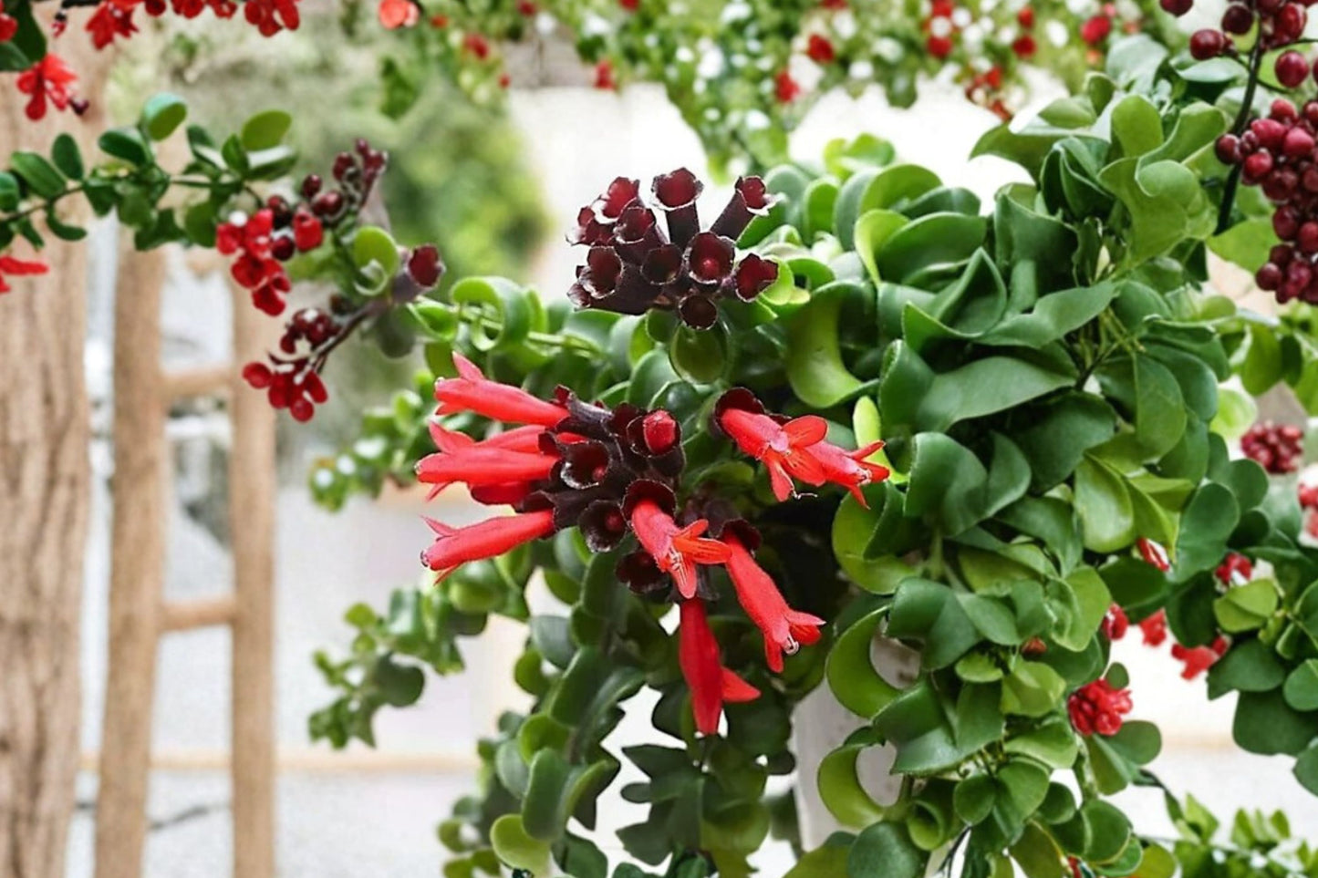 Curly Lipstick Plant Live | Aeschynanthus 'Rasta' | 4 Inch Pot | Twisted Tropical Houseplant | Hanging Plant