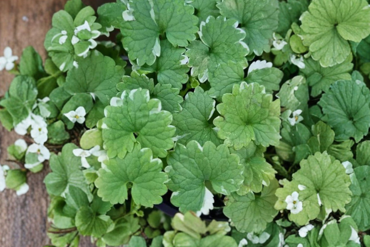 10 Creeping Charlie Live Plants | Glechoma hederacea | Evergreen Ground Cover | Live Vine Plants | Hardy Perennial