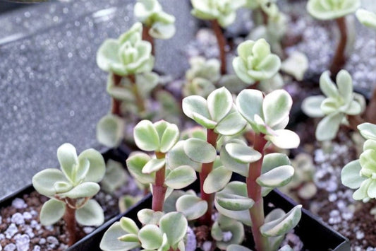 20 Rainbow Elephant Bush Cuttings | Portulacaria afra 'Variegata' | Live Unrooted Succulent Cuttings | Easy to Grow