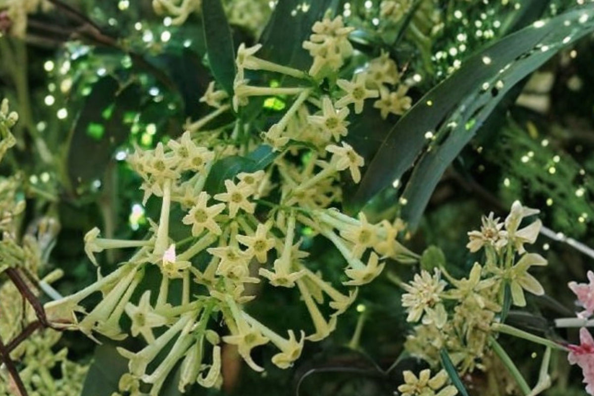 Night Blooming Jasmine Live Plant | Cestrum nocturnum | 15 Inch Tropical Fragrant Plant | Live Jasmine Starter