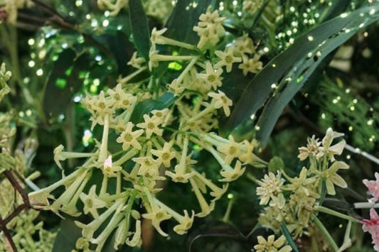 Night Blooming Jasmine Live Plant | Cestrum nocturnum | 15 Inch Tropical Fragrant Plant | Live Jasmine Starter