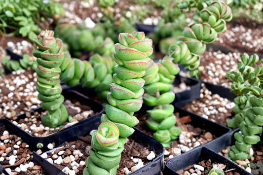25 Crassula 'Jade Necklace' Seeds | Rare Succulent Seeds | Crassula cv. 'Jade Necklace' | Exotic Cactus & Succulent Collection