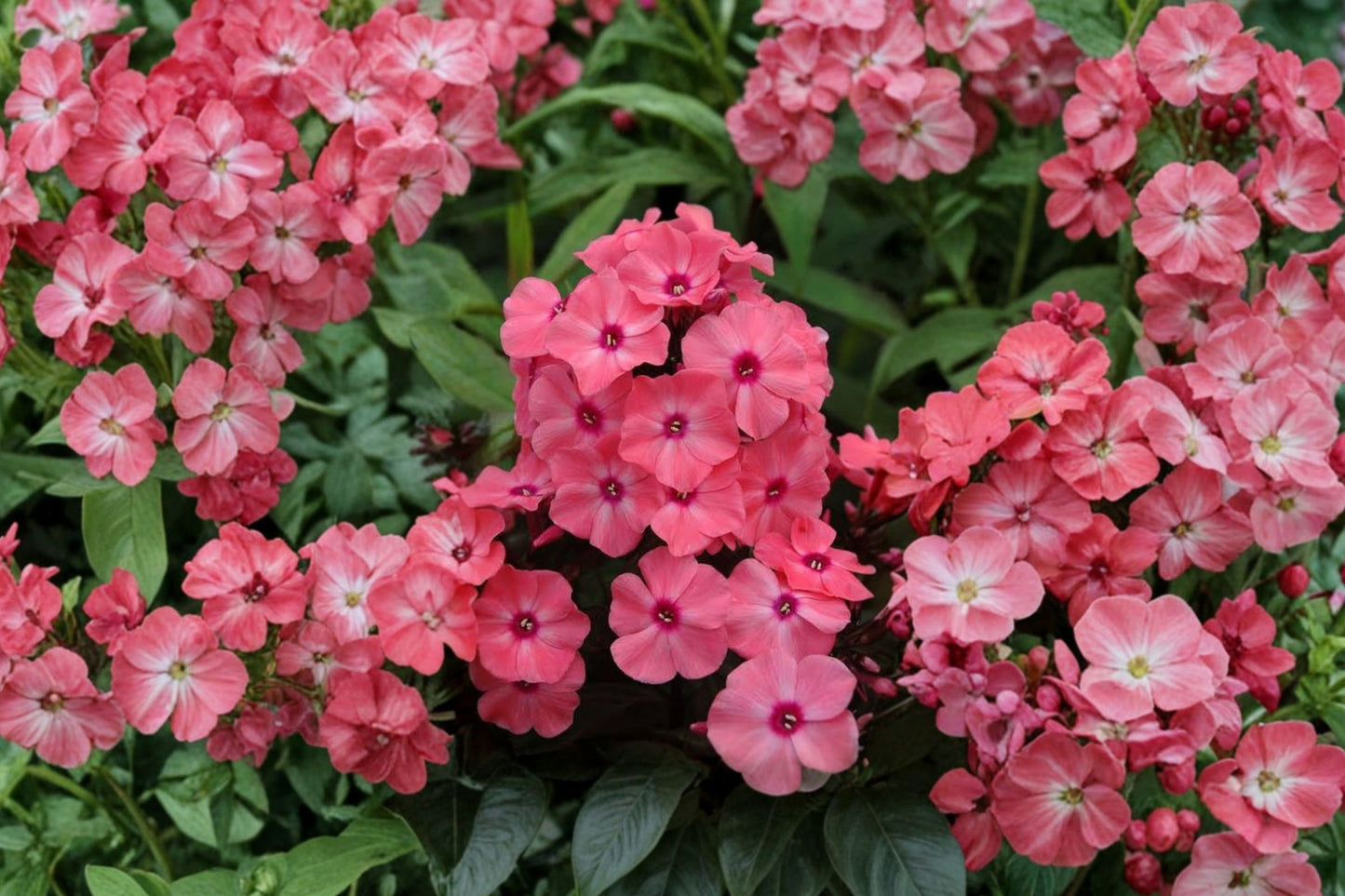 Garden Phlox Coral Crème Drop Live Starter Plant | Phlox paniculata | Fragrant Perennial Flower | FREE Shipping