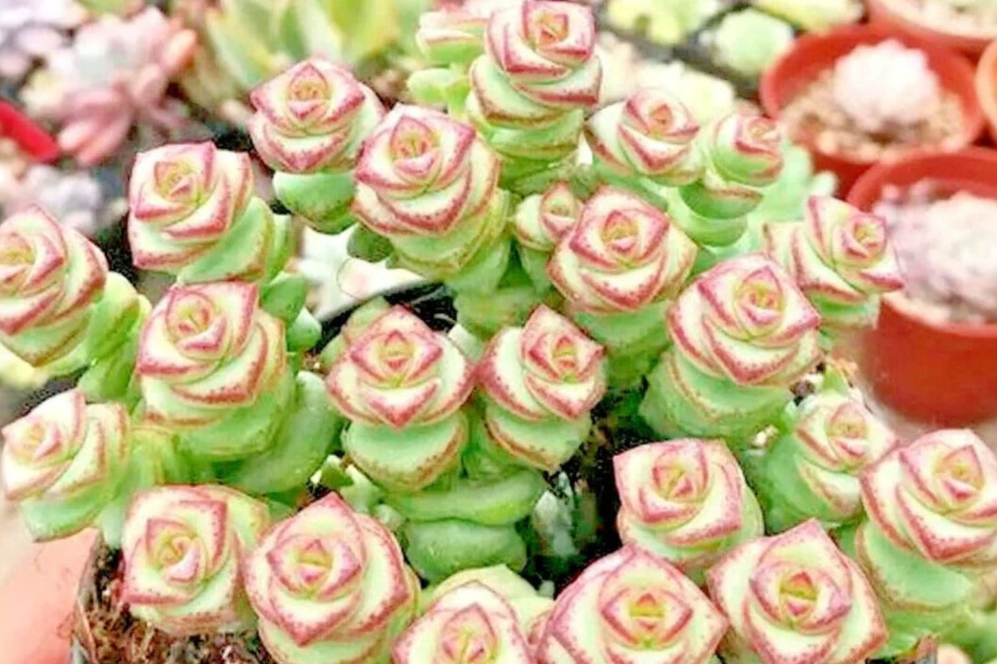 25 Rare Crassula 'Jade Necklace' Seeds | Crassula cv. 'Jade Necklace' | Succulent Seed Pack | Exotic Houseplant Seeds