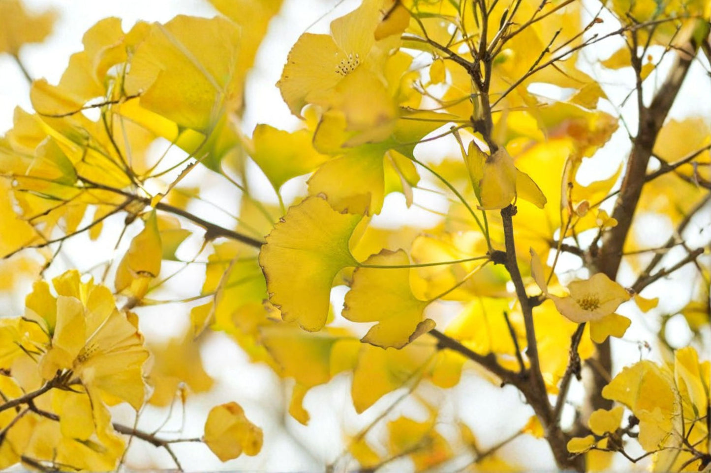 Ginkgo Tree Live Plant | Ginkgo biloba | 12–24 Inch Potted Tree | Maidenhair Tree | Hardy Ornamental Landscape Tree