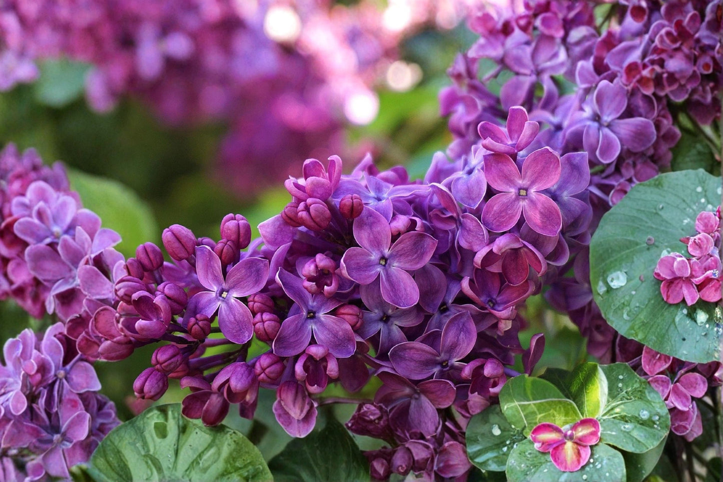 Congo French Lilac Live Plant | Syringa vulgaris 'Congo' | 12+ Inch Flowering Shrub | Fragrant Purple Lilac Bush