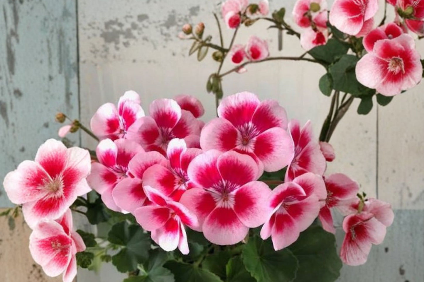 White Pink Geranium Cuttings | 3 Fresh 6 Inch Pelargonium Live Unrooted Cuttings | Easy Propagation | Flowering Garden Plant