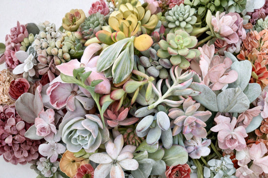 10 Assorted Succulent Cuttings | Live Unrooted Succulent Clippings | Fairy Garden & Terrarium Plants | DIY Succulent Variety Pack
