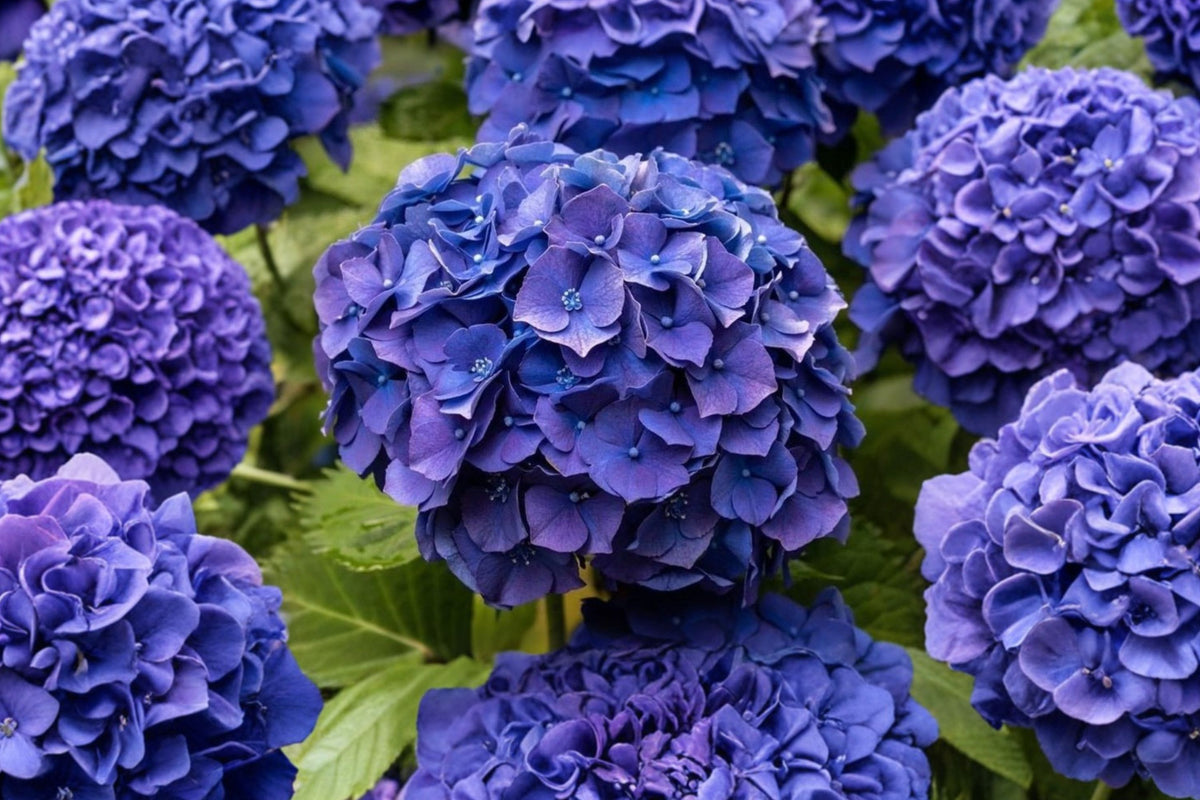 5 Dark Blue Mophead Hydrangea Live Plants | Hydrangea macrophylla | Blue Flowering Shrubs | Hardy Garden Plants