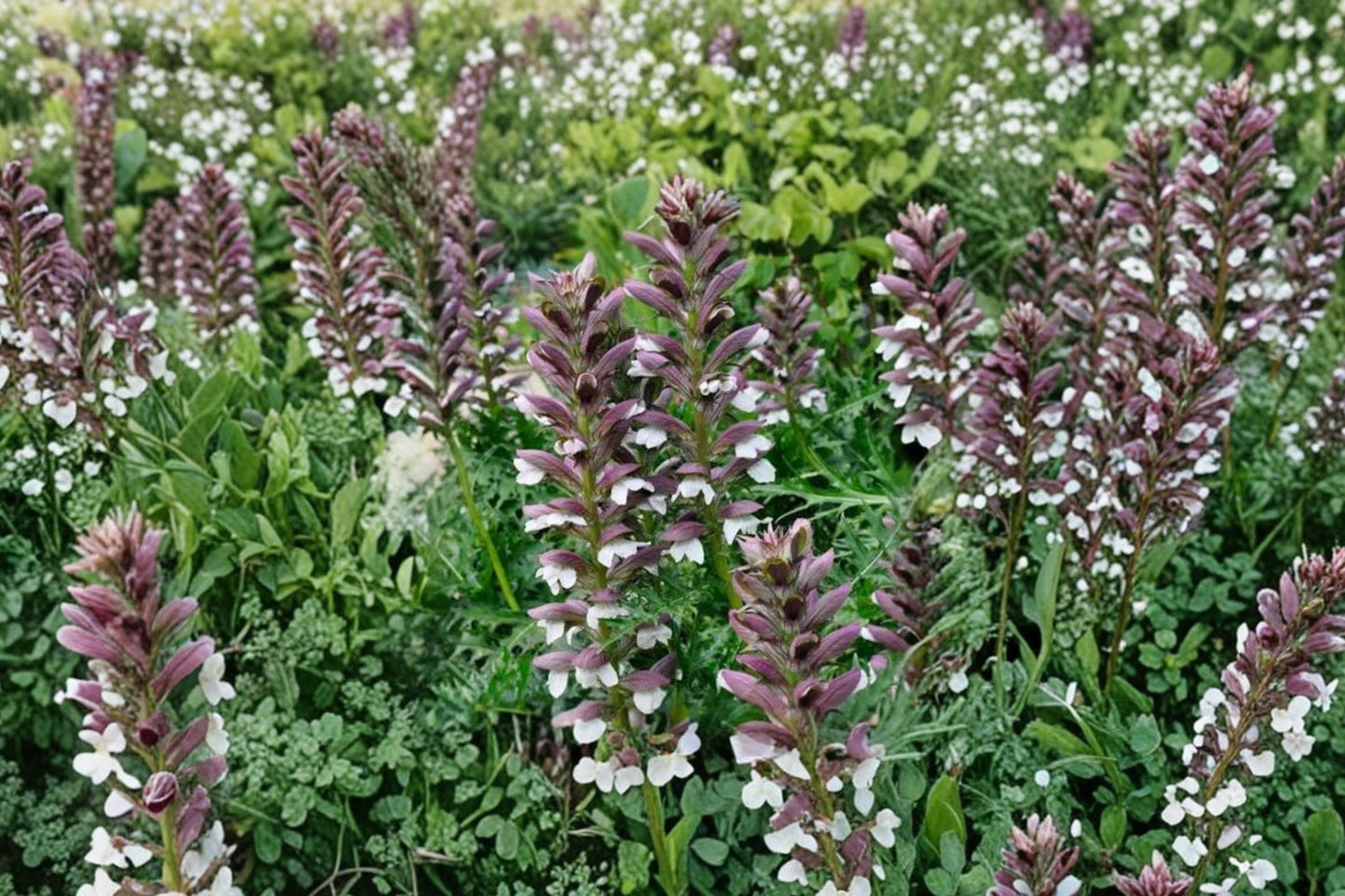 Bear's Breeches Live Plant | Acanthus mollis | Purple White Flower Perennial | Rooted Starter Plant | Architectural Garden Plant
