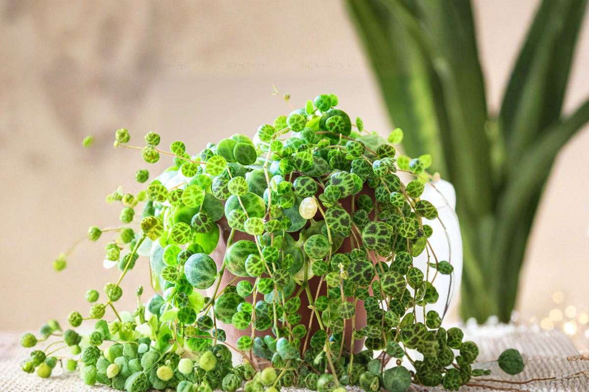 String of Turtles Live Plant | Peperomia prostrata | 4 Inch Pot | Rare Trailing Houseplant | Turtle Vine Succulent