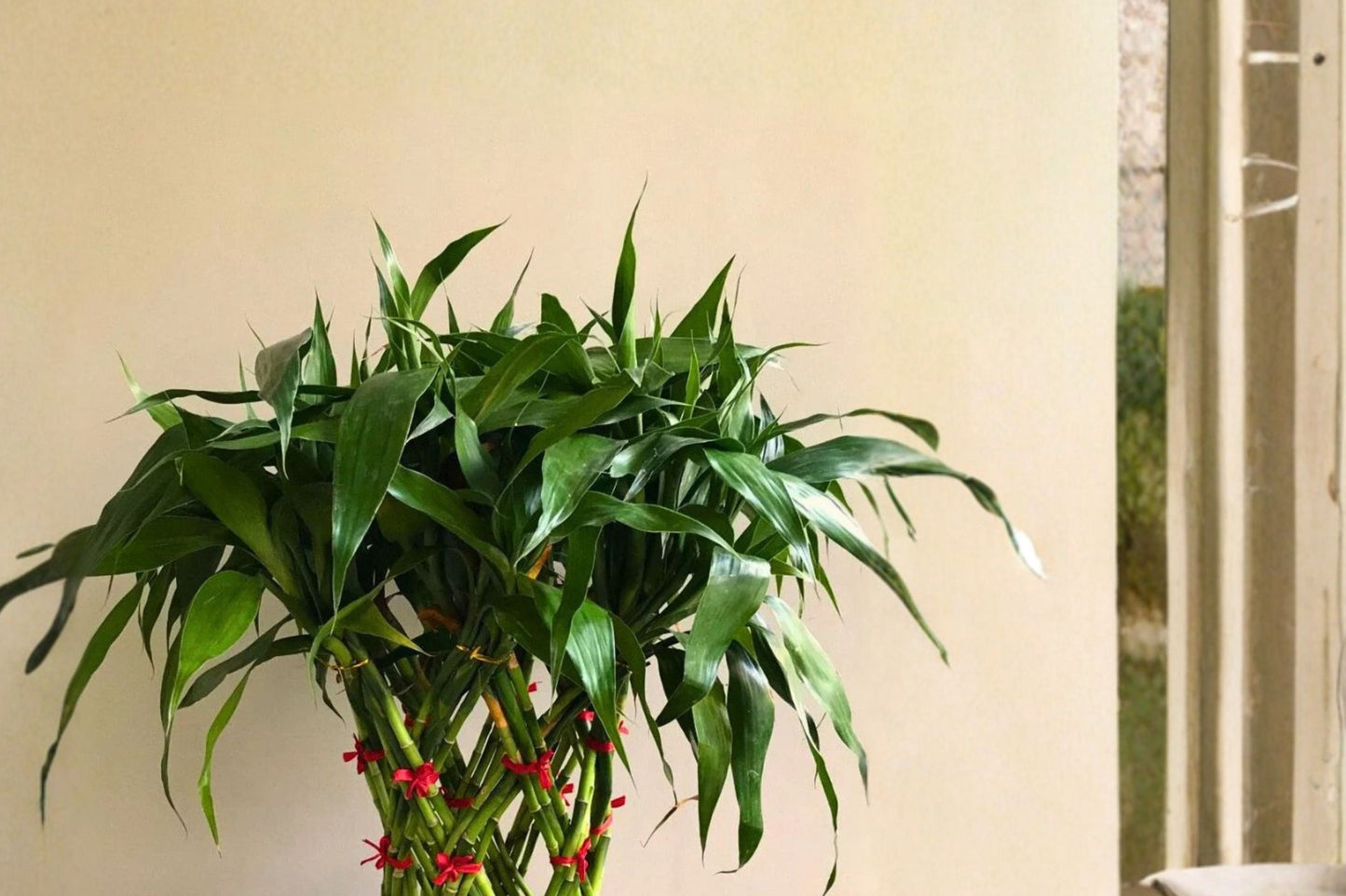 4 Live Lucky Bamboo Plants 6 Inch | Dracaena sanderiana | Indoor Feng Shui Houseplants | Easy Care Office Plant | Free Shipping