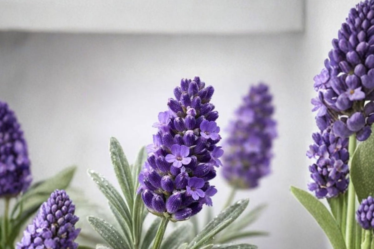 Organic Hidcote Lavender Live Starter Plant | Lavandula angustifolia | Fragrant Culinary Herb | Hardy Perennial | FREE Shipping
