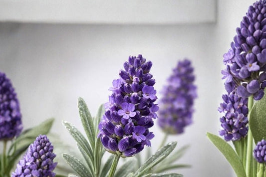 Organic Hidcote Lavender Live Starter Plant | Lavandula angustifolia | Fragrant Culinary Herb | Hardy Perennial | FREE Shipping