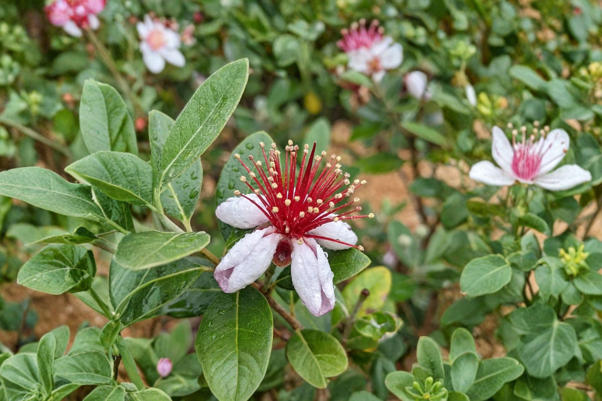 2 Pineapple Guava Live Plants | Acca sellowiana | Feijoa Fruit Tree | Evergreen Edible Shrub | Greenhouse Grown Gift