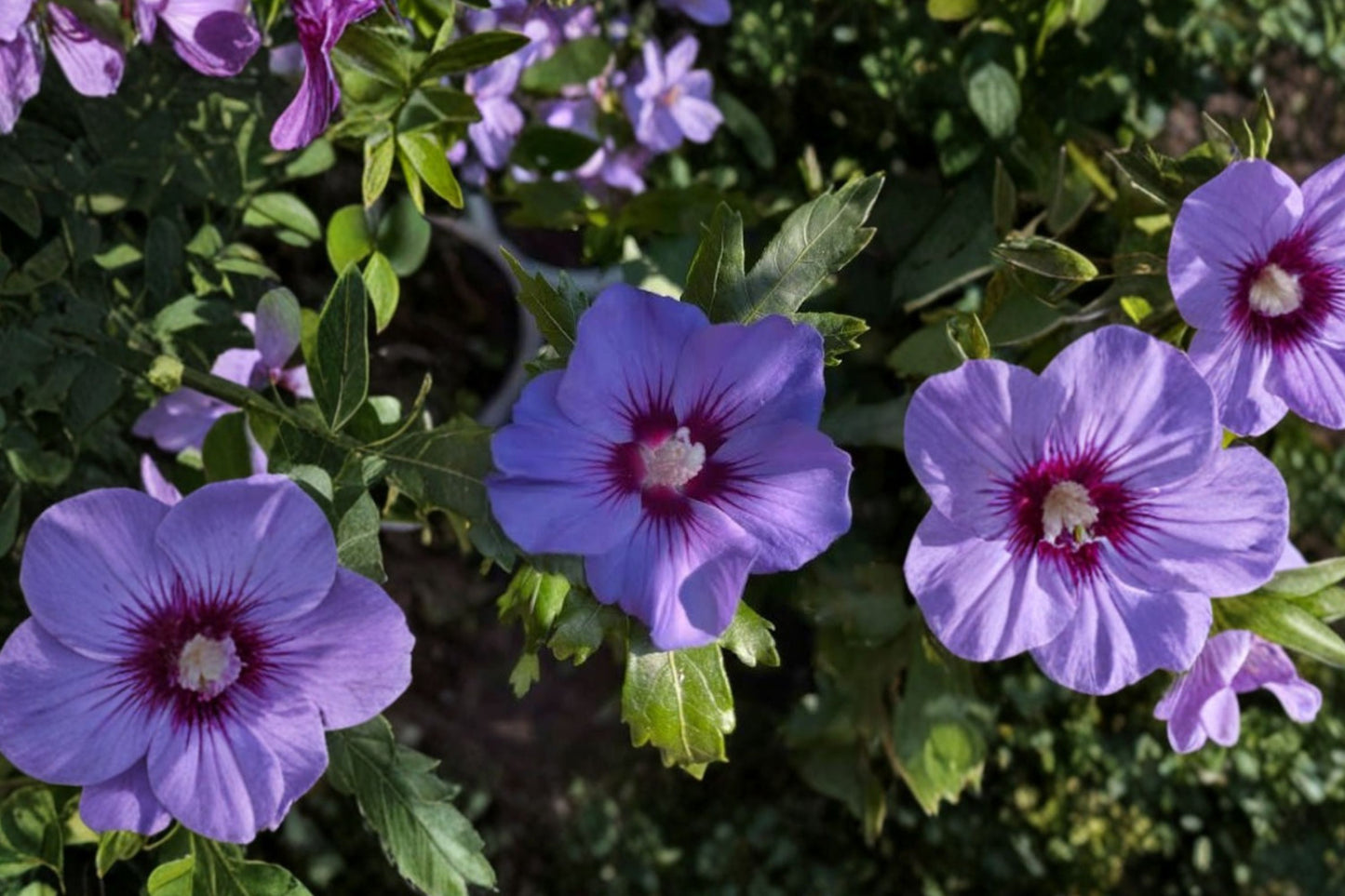 Blue Hibiscus Live Starter Plant | Alyogyne huegelii | Well Rooted Flowering Shrub | Australian Blue Hibiscus | Tropical Garden Plant