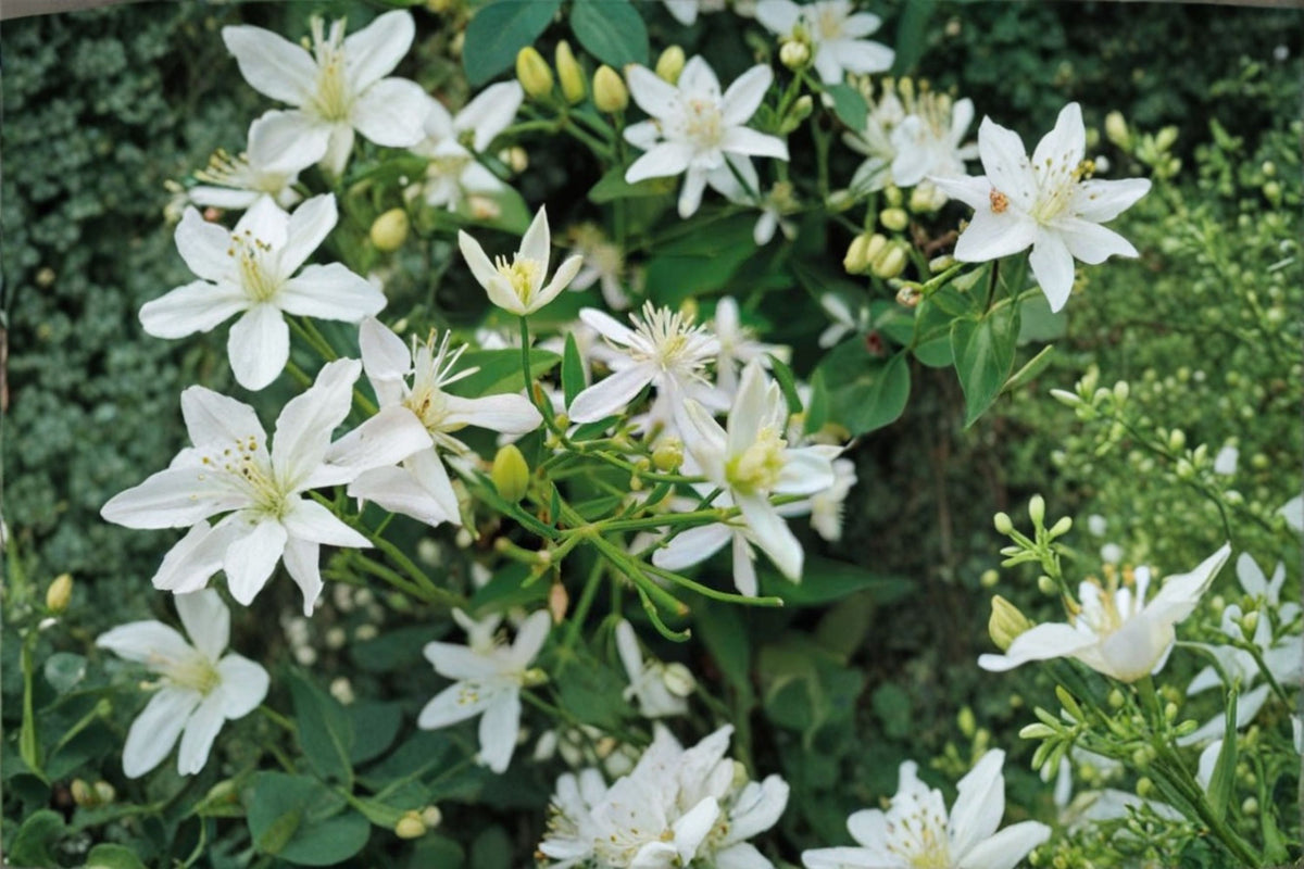 Night Blooming Jasmine Live Plant | Cestrum nocturnum | Fragrant Tropical Shrub | Evening Blooming Jasmine | Moon Garden Plant