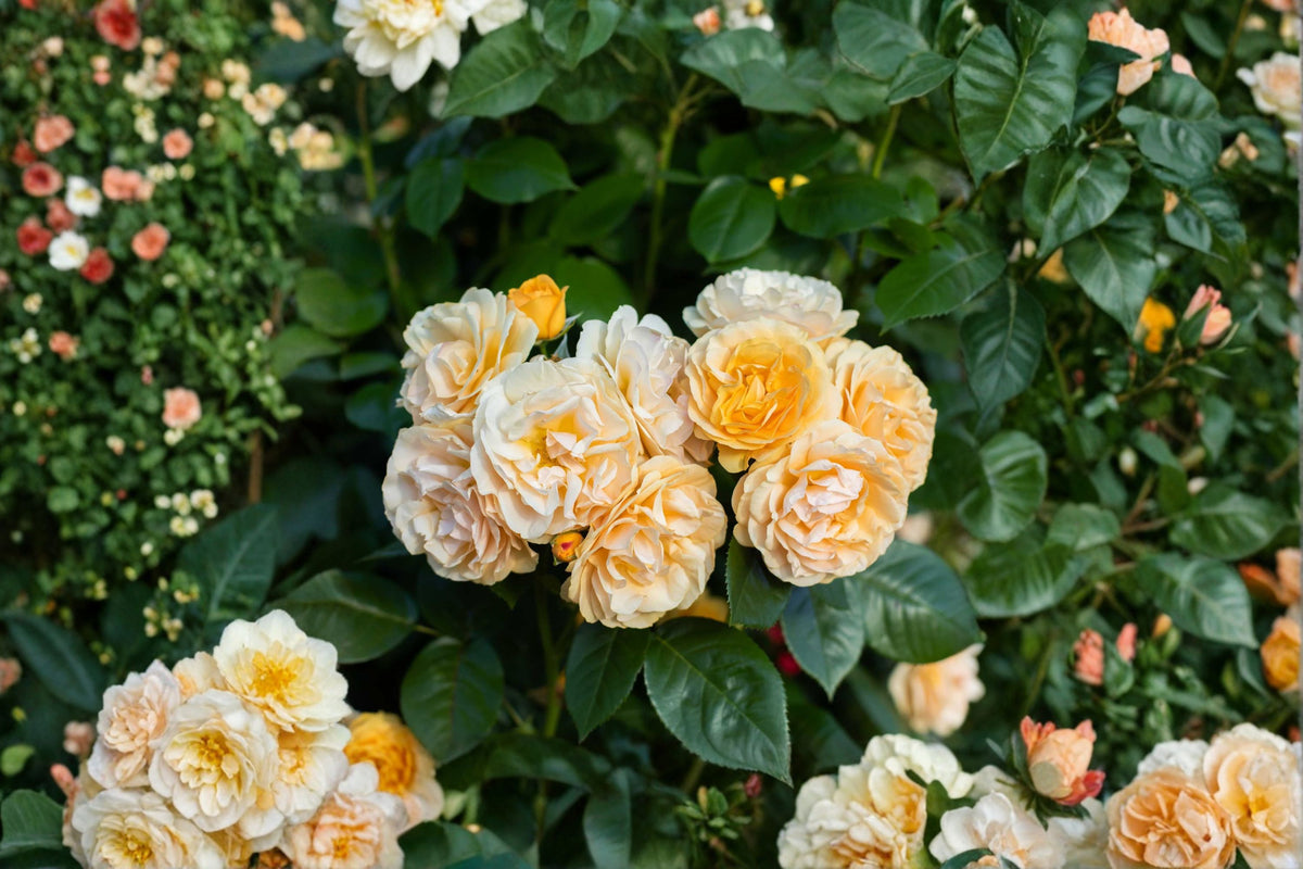 Julia Child™ Floribunda Rose Live Plant | 1 Qt Pot | Fragrant Butter Yellow Rose | Repeat Blooming Rose Bush | Hardy Garden Rose