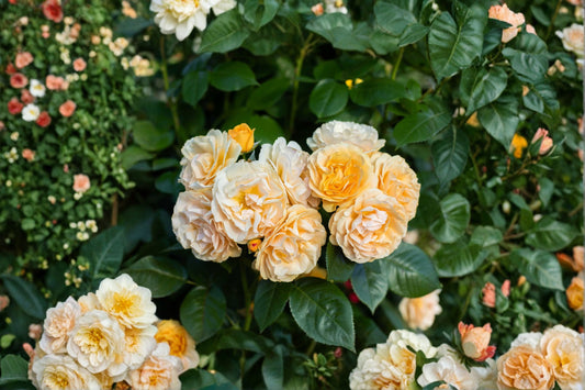 Julia Child™ Floribunda Rose Live Plant | 1 Qt Pot | Fragrant Butter Yellow Rose | Repeat Blooming Rose Bush | Hardy Garden Rose