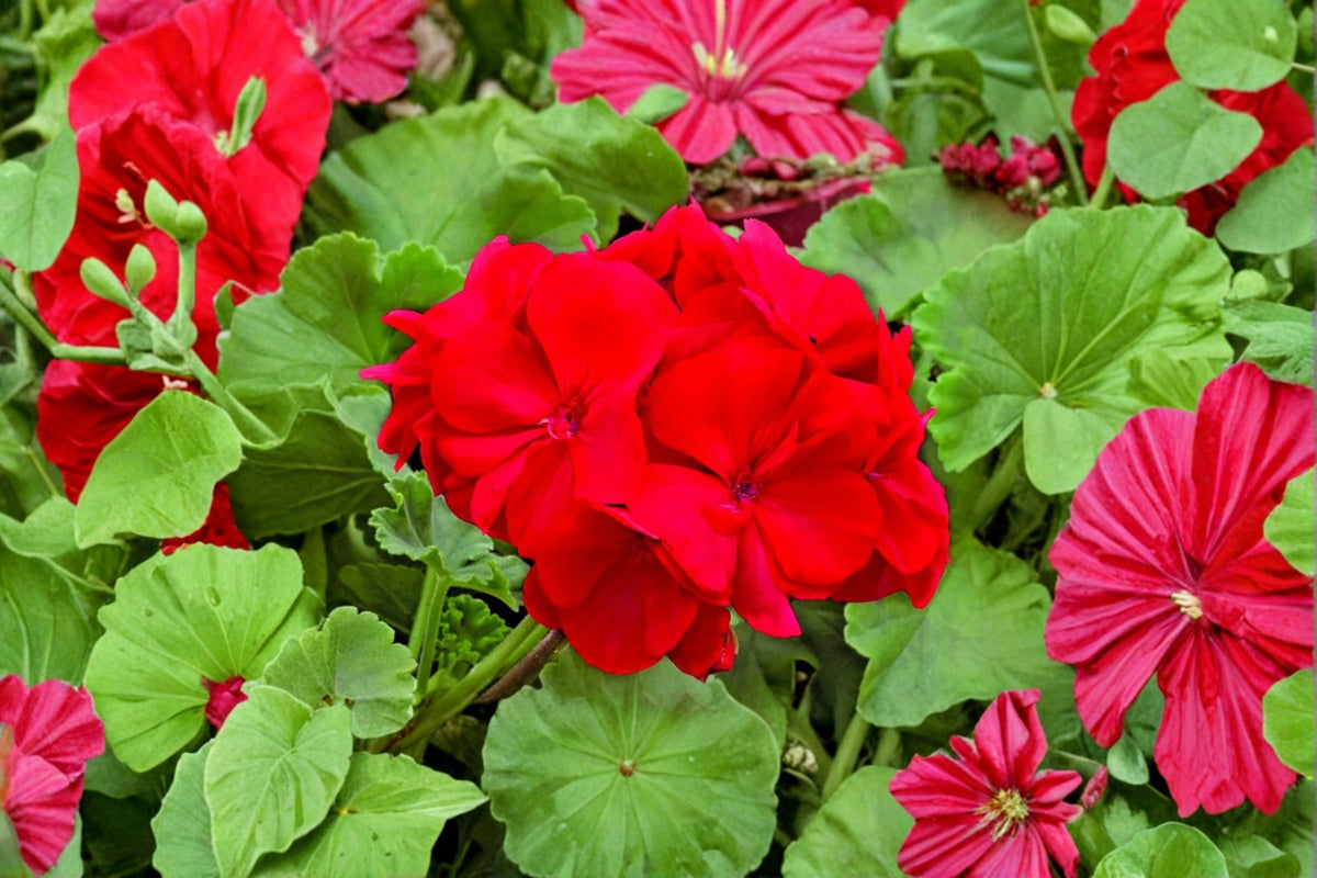Red Geranium Live Cuttings | 3 Fresh 6 Inch Pelargonium Unrooted Cuttings | Red Flowering Garden Plant | Easy Propagation