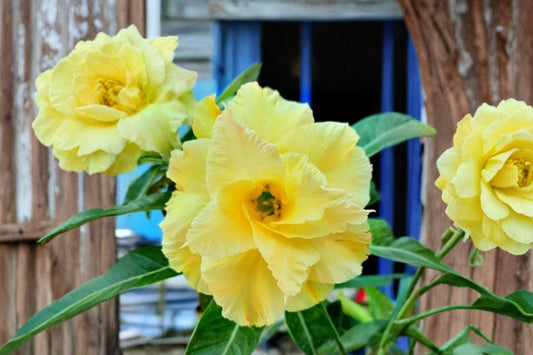 Double Yellow Desert Rose Live Plant | Adenium obesum | 4–6 Inch Tropical Succulent | Double Bloom Flowering Houseplant