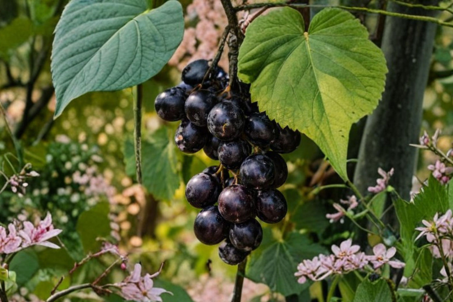 4 Live Muscadine Grape Vines Bare Root | Yearling Vitis rotundifolia | Hardy Fruit Plants Zones 6–11 | Free Shipping