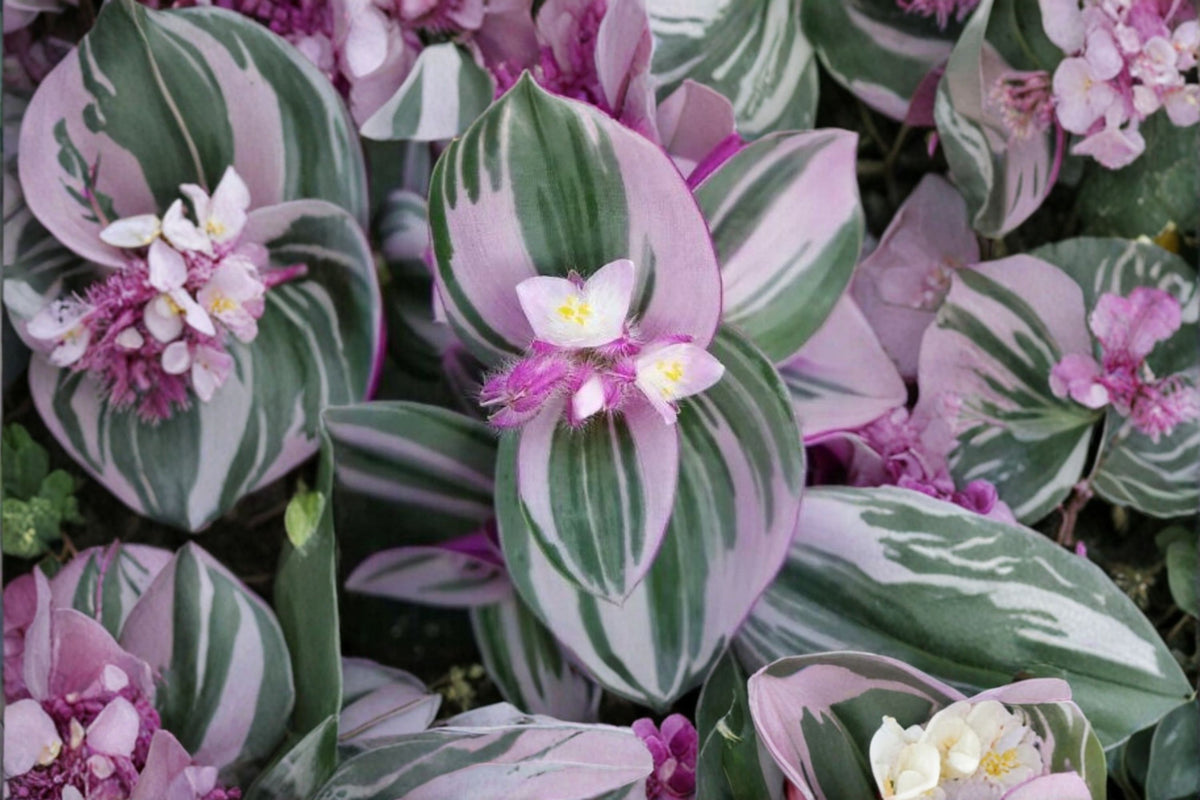 5 Tradescantia Nanouk Live Cuttings | Rare Pink Wandering Dude | 3–5 Inch Unrooted Cuttings | Colorful Houseplant