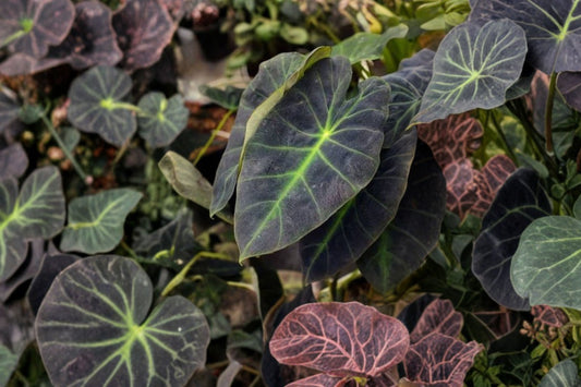 Black Beauty Elephant Ear Live Plant | Colocasia antiquorum | Tropical Black Foliage Plant | Hardy Elephant Ear | Garden & Patio Plant