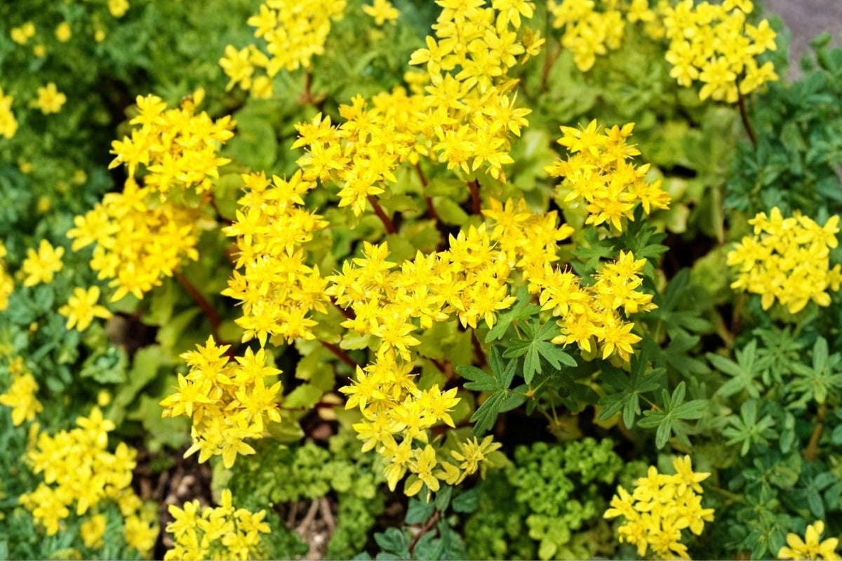 50 Gold Moss Stonecrop Sedum Cuttings | Live Creeping Sedum | Hardy Perennial Ground Cover | Drought Tolerant Succulent