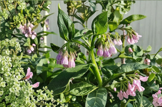 10 Bocking 14 Russian Comfrey Root Cuttings | Live Rhizomes | Symphytum × uplandicum | Hardy Perennial Herb