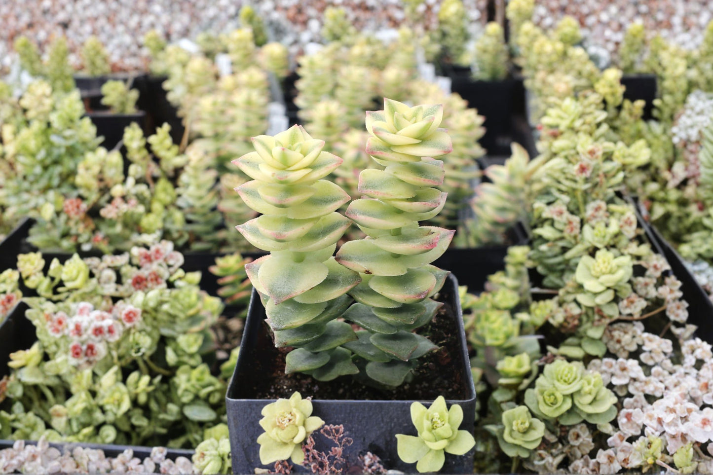 2 Variegated String of Buttons Live Plants | Crassula perforata Variegata | 1 Inch Succulent | Easy Care Houseplant