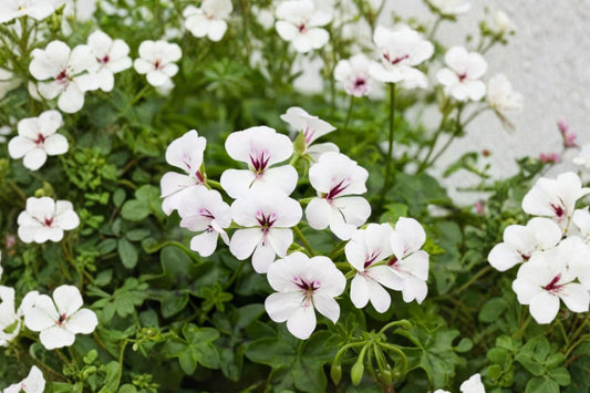 White Pink Ivy Geranium Live Cuttings | 2 Fresh 6 Inch Pelargonium peltatum Unrooted Cuttings | Trailing Flower Plant