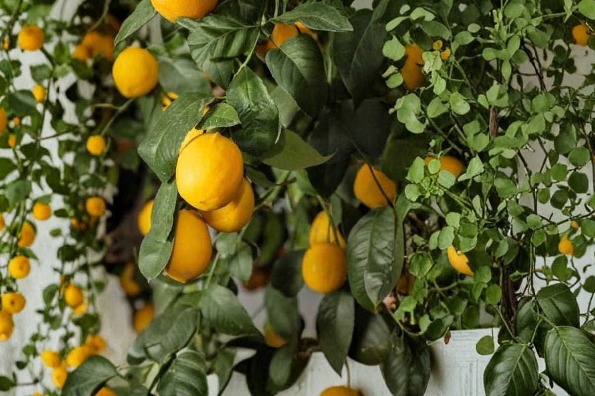 Meyer Lemon Tree Live Seedling | 1–6 Inch Citrus Plant | Citrus × meyeri | Indoor Outdoor Fruit Tree | Easy to Grow