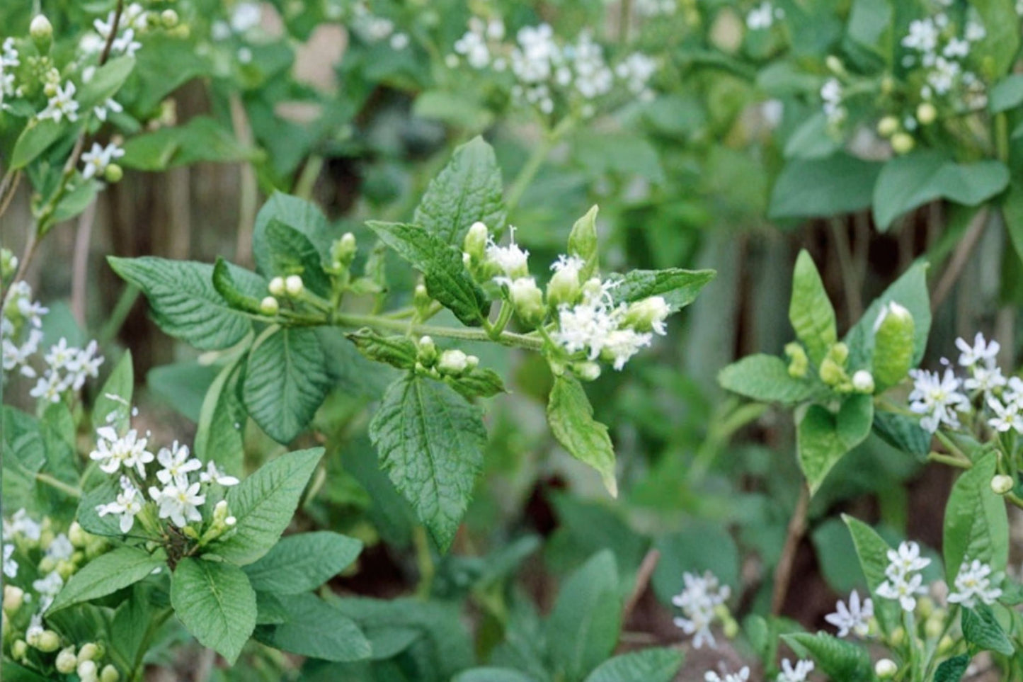 Calea Zacatechichi Live Plant | Aztec Dream Herb | Dream Herb Starter Plant | Mexican Dream Herb | Rare Medicinal Herb