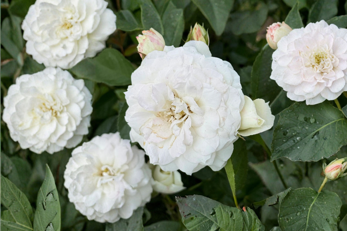 White Veranda® Shrub Rose Live Plant | 1 Qt Pot | Repeat Blooming White Rose Bush | Fragrant Landscape Rose | Hardy Garden Plant