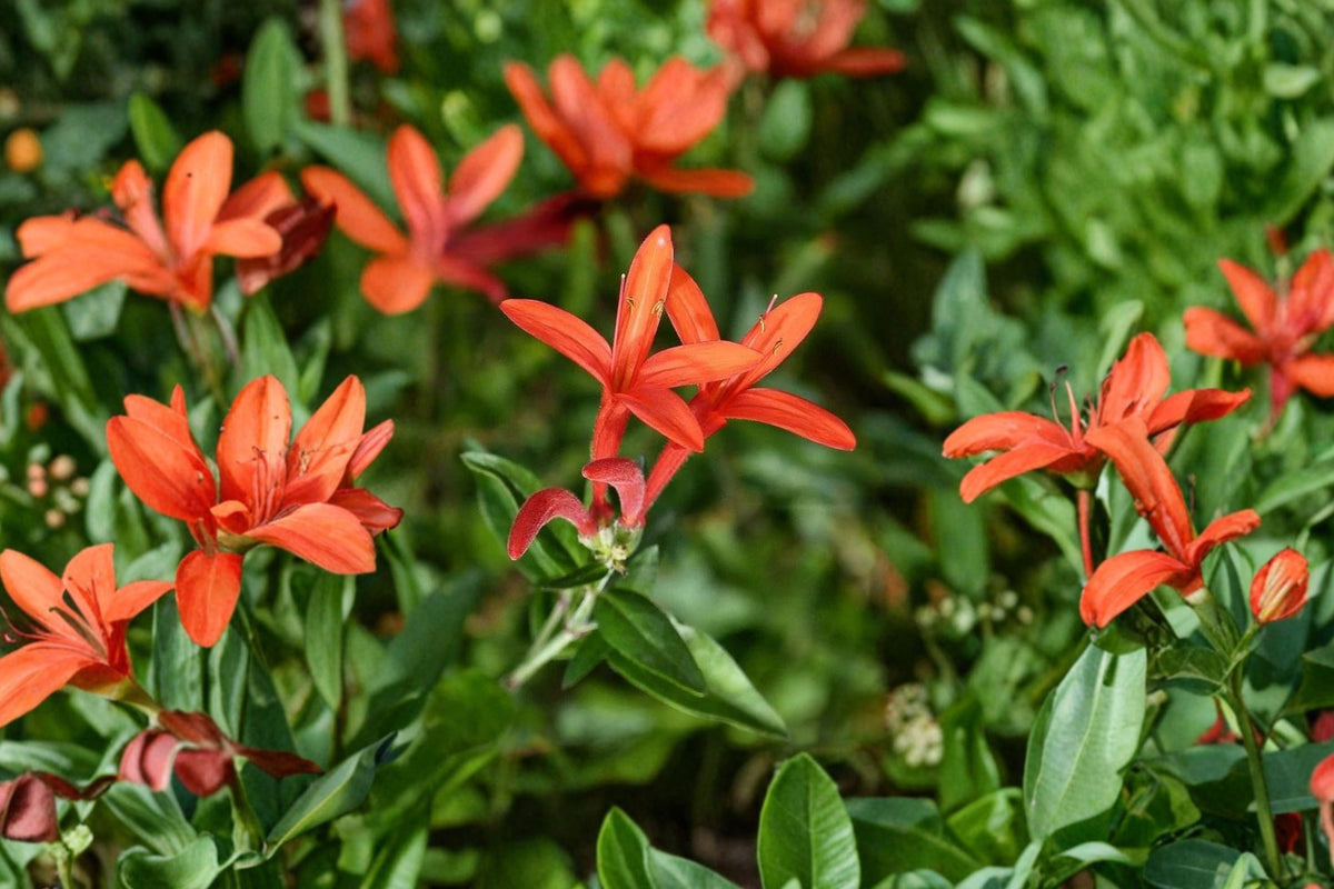Flame Acanthus 'Benny's Gold' Live Plant | 1 Gallon Rooted Plant | Anisacanthus quadrifidus | Hummingbird Shrub