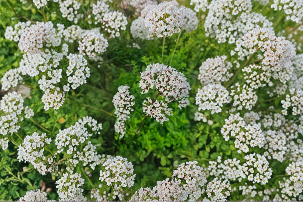 Live Valerian Plant | Valeriana officinalis | Hardy Medicinal Herb | Perennial Herb Plant | Pollinator Friendly Garden