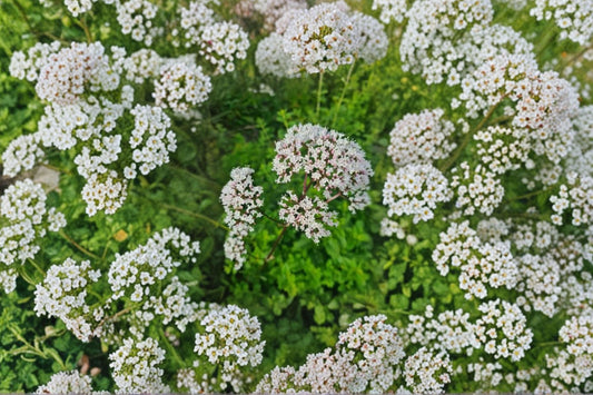 Live Valerian Plant | Valeriana officinalis | Hardy Medicinal Herb | Perennial Herb Plant | Pollinator Friendly Garden