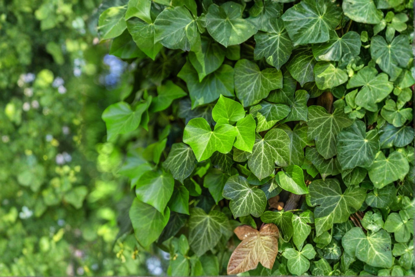 12 Rooted English Ivy Live Plants | Hedera helix | 4 Inch Rooted Cuttings | Evergreen Climbing Vine | Indoor Outdoor Ground Cover