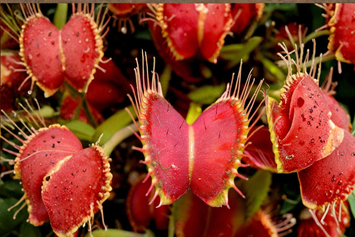 Venus Fly Trap Live Plant | Dionaea muscipula | Carnivorous Plant | Insect Eating Houseplant | Easy Care Bog Plant