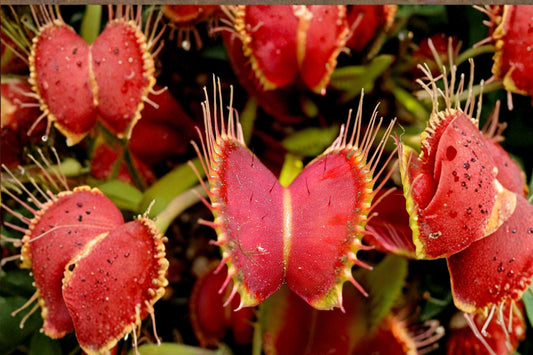 Venus Fly Trap Live Plant | Dionaea muscipula | Carnivorous Plant | Insect Eating Houseplant | Easy Care Bog Plant