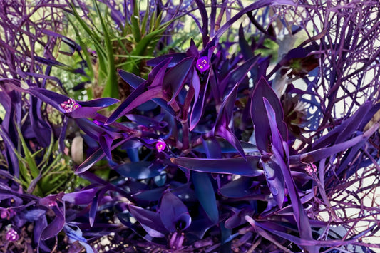 6 Purple Heart Tradescantia Live Cuttings | Tradescantia pallida | Unrooted 4–6 Inch Cuttings | Purple Wandering Plant