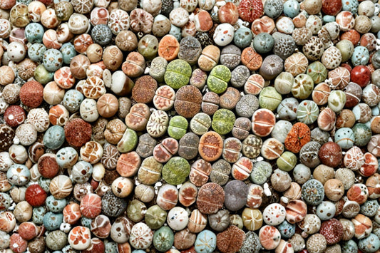 100 Mixed Lithops Seeds | Living Stones Succulent Seeds | Rare Mesemb Seeds | Indoor Succulent Garden | Cactus & Lithops Mix