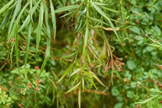 4 Golden Weeping Willow Tree Cuttings | Live Willow Cuttings | Salix alba 'Tristis' | Fast Growing Shade Tree | Easy to Root