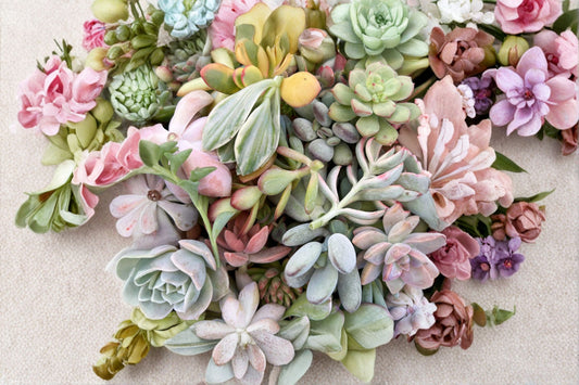 15 Assorted Succulent Cuttings | Random Live Cactus & Succulent Varieties | Unrooted Plants | DIY Terrarium & Fairy Garden