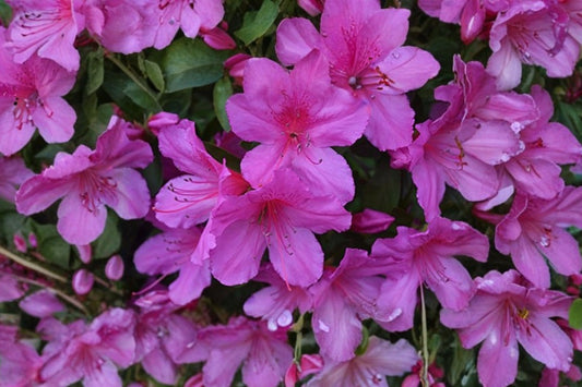 3 Formosa Lavender Azalea Live Cuttings | Rhododendron 'Formosa' | 6 Inch Unrooted Purple Flower Shrub Cuttings
