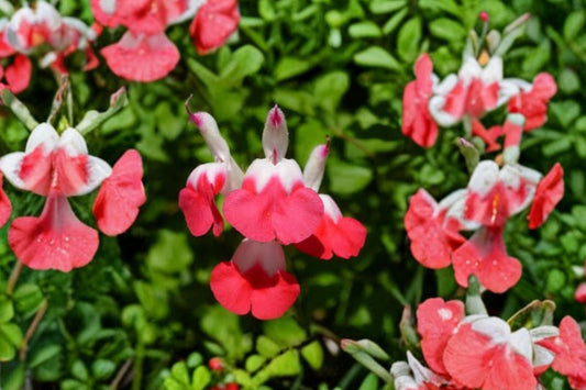 7 Hot Lips Salvia Live Cuttings | Salvia greggii 'Hot Lips' | 6 Inch Baby Sage Cuttings | Red White Flower Herb Plant